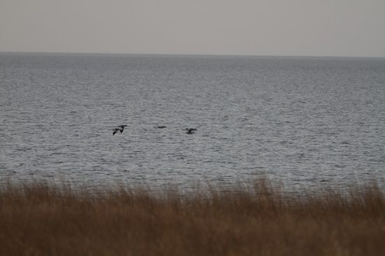 Kein Land in Sicht: schwer zu erkennen aber das waren Flamingos.