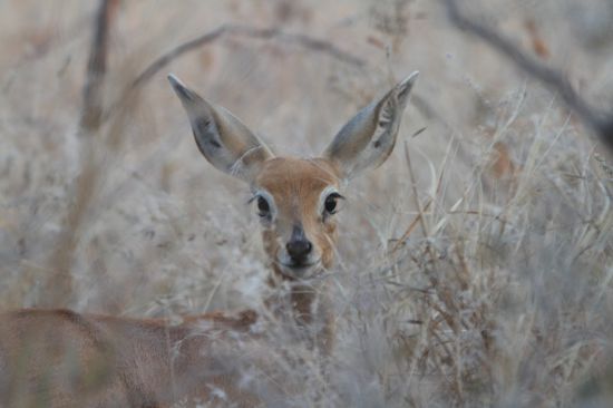 Das Kleine hatte Glueck, ich musste ganz schoen in die Eisen!