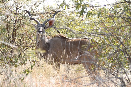 Ein riesen Tier: Kudu. Stand als wir um die Kurve kamen mitten auf der Strasse, danach war ich wieder wach! 
