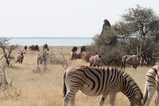 viele, viele Tire in der Namutoni Gegend