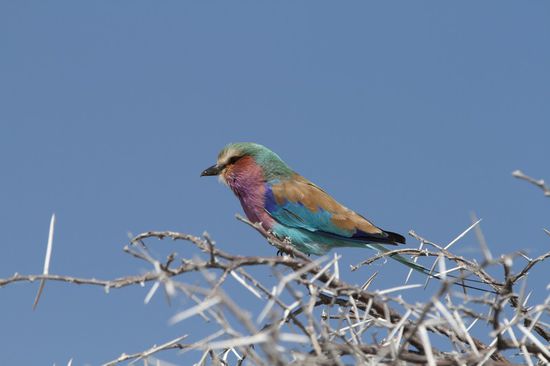 Jiraporn Lieblingsvogerl: eine Gabelracke