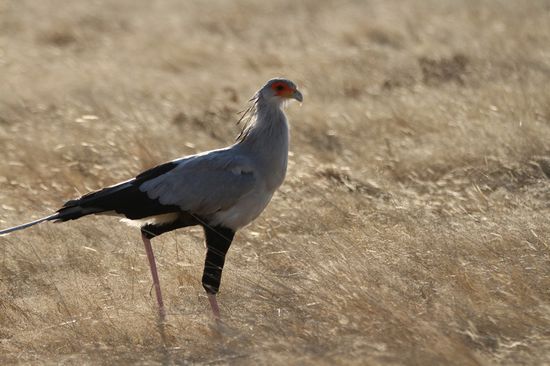 Dieser Vogel war unglaublich gross. Ich schaetze mal er hatte mind. 3m Spannweite!