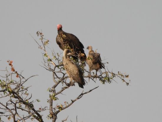 Ohrengeier (roter Kopf) und Weissrueckengeier