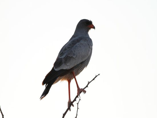 Weissbuerzel Singhabicht