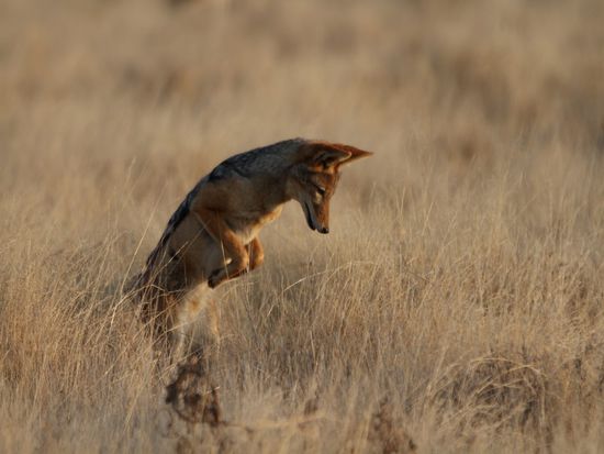 Schakal, ihr erinnert euch? 