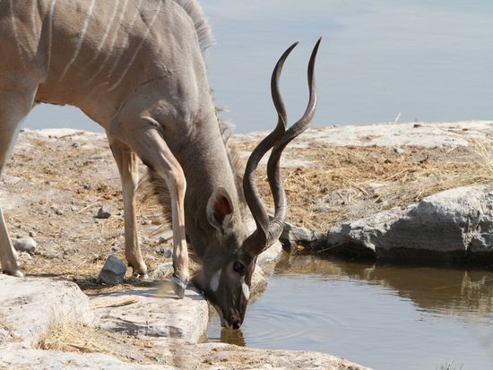 Kudu