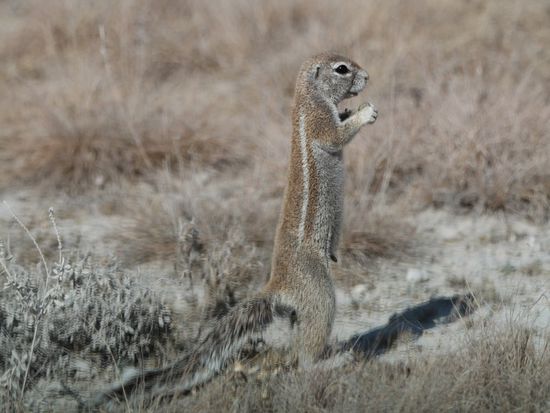 Erdhoernchen