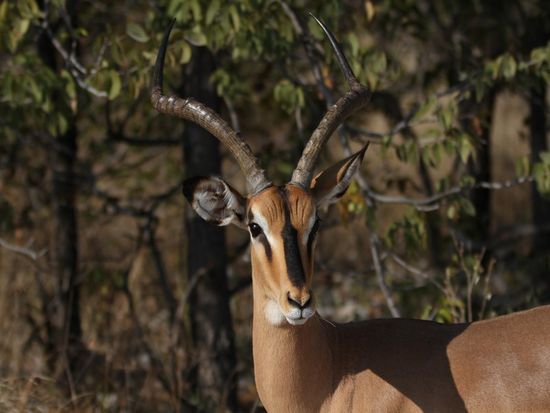 Schwarzgesicht- Impala