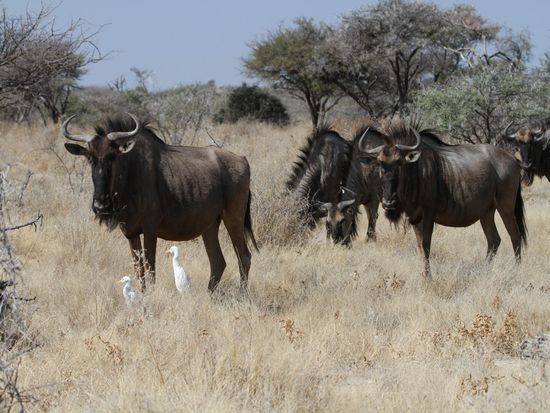Gnu mit Silberreiher