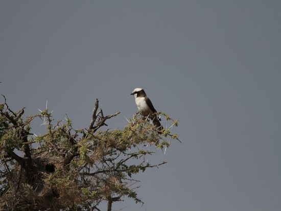 Weissscheitelwuerger