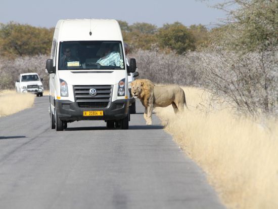 Wir haben 4 Tage lang nach Loewen im Park gesucht, alles vergeblich. Auf der Fahrt vom Camp raus zum Gate  ist uns doch tatsaechlich noch eine Loewe ueber den Weg gelaufen. Der kroenende Abschluss von Etoscha. 