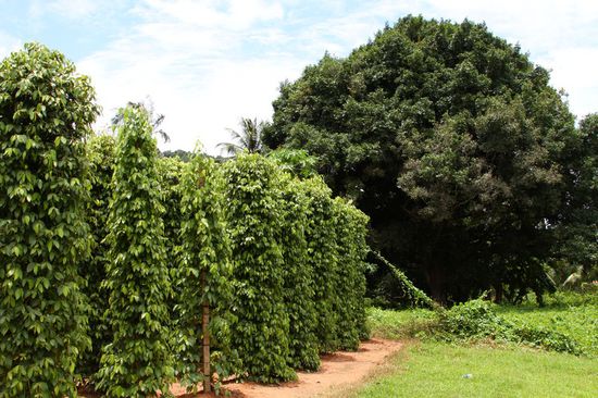 Sieht aus wie Hopfen ist aber Pfeffer 