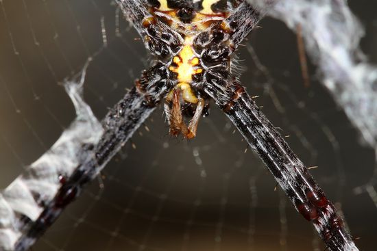 Die Tiere waren wirklich sehr "fotogen". Kann man weiter unten nochmal sehen, da ist mir wirklich ein geniales Makro gelungen.