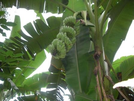 Banana`s