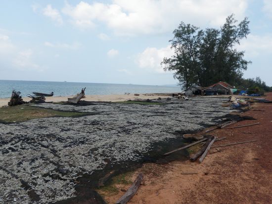 Kleine Fische werden fuer die Nuoc Mam herstellung getrocknet.