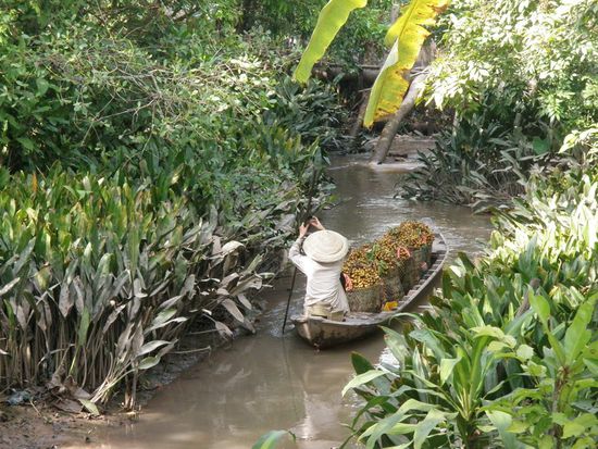 Derzeit ist die Ernte der Longanfruechte im vollen Gang. Schmecken hervorragend