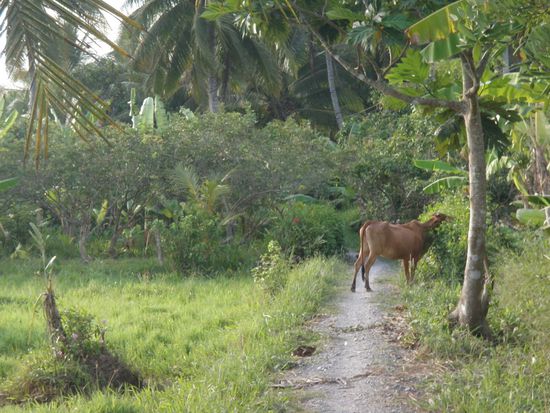 Eine Vielzahl solcher Wege verlaufen neben den Kanaelen.