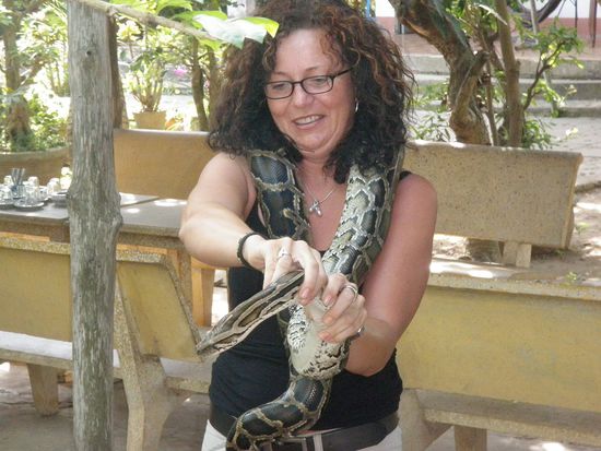 Im Kampf mit einer Phyton