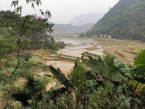 ebenfalls reisfelder