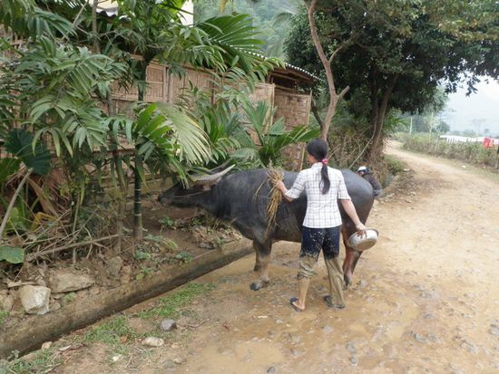 Reinigung eines Wasserbueffels nach der Arbeit