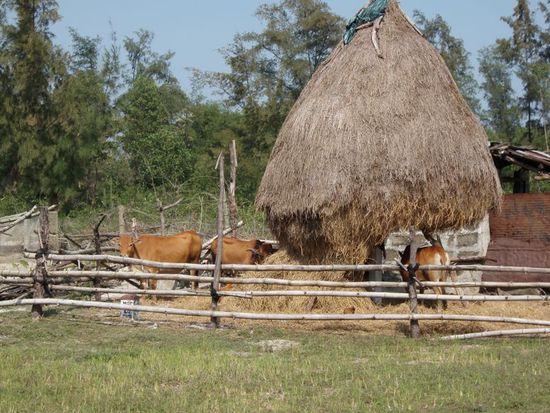 getrocknetes Seegras fuer die Bueffel