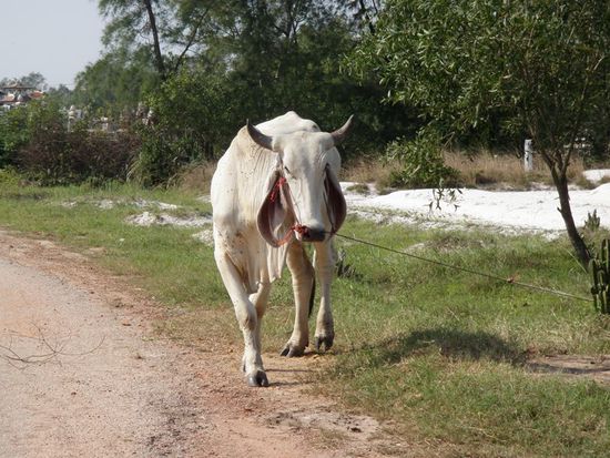 Die hat was mit einem Schaf gehabt, oder gibt es Kuehe mit Schafsohren ??