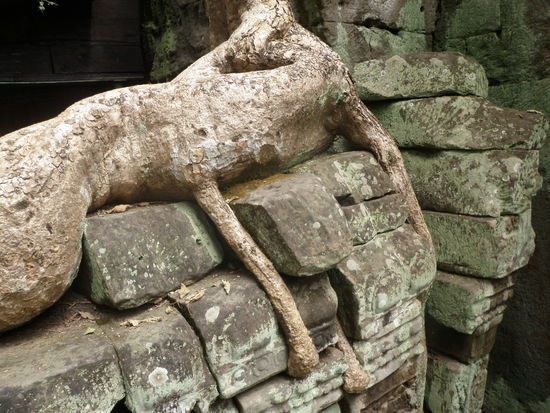 Wurzel eines Würgefeige