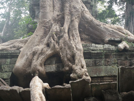 Ebenfalls ein Wurzel