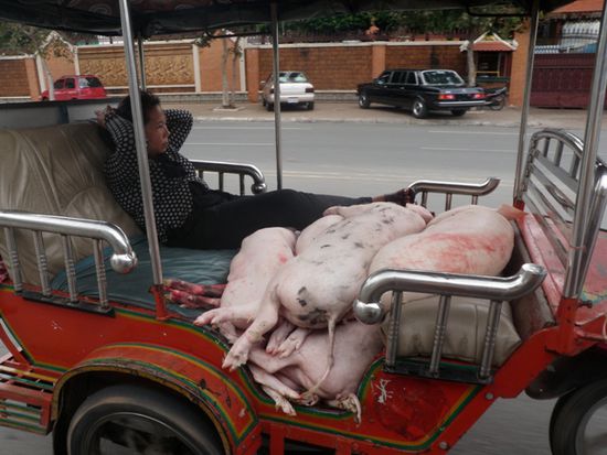 Schweinetransporter