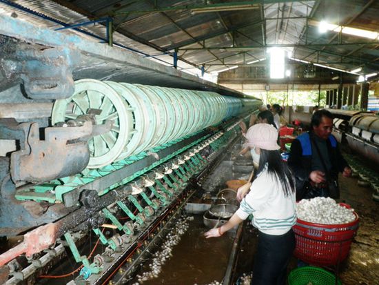 Die Kokons werden in heisses Wasser gelegt dadurch wird der Anfang des Seidenfadens sichtbar, und mit einer speziellen Maschine aufgerollt