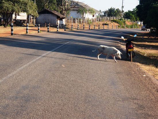 Das "Schwein" läuft vor uns über die Strasse