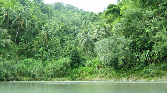 Der Regenwald am Rio Grande