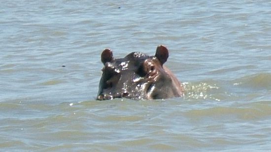 Flusspferd im Victoriasee