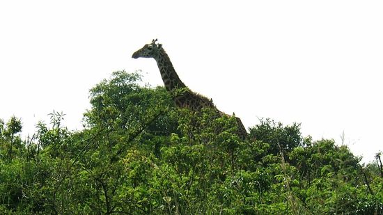 Im Nairobi Nationalpark