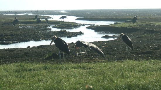 Reiher am Ufer des Nakurusees