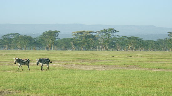 Ein Zebrapaar vor urafrikanischer Kulisse