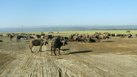 Büffelherde pausiert auf dem Weg
