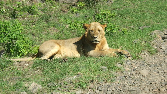 Das größte Landraubtier des Kontinents