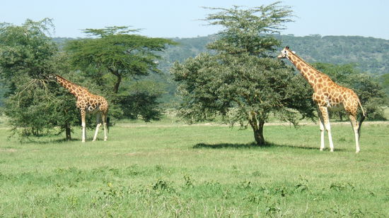 Giraffen im Nakurusee Nationalpark