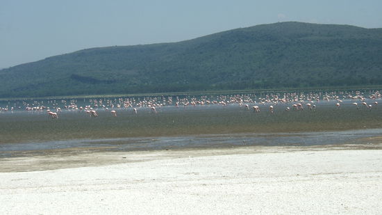 Tausende Flamingos am Ufer des Nakurusees