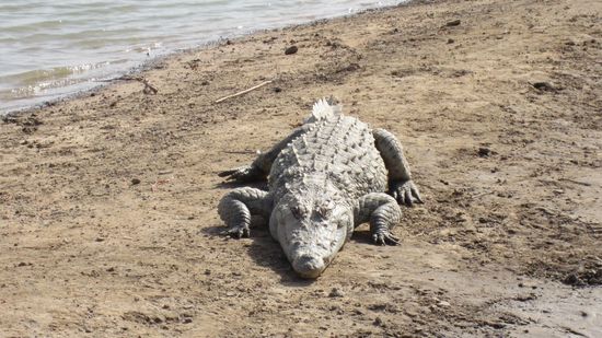 Die heiligen Krokodile von Bazoulé