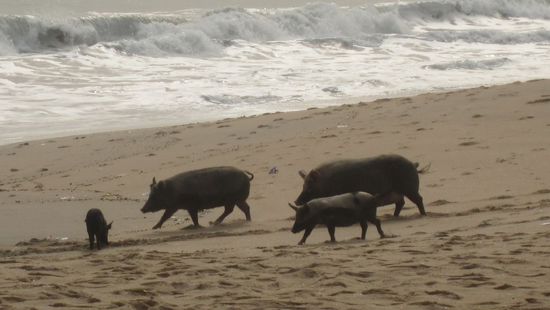 Schweine am Strand von Cape Coast