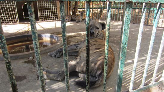 Löwen und Hyänen hinter Gittern