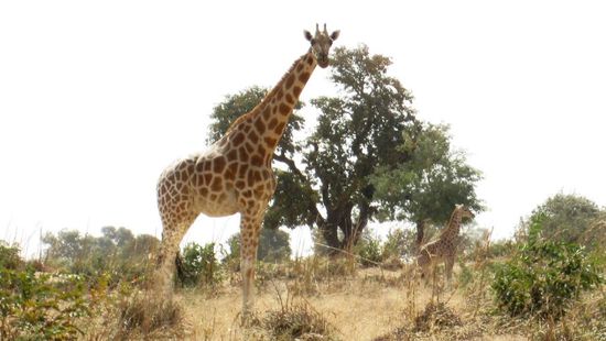 Giraffenmama mit Tochter