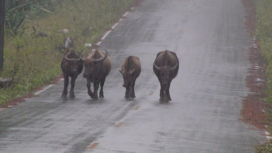 Strassensperre der Yak-Armee
