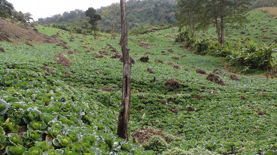 Ich habe hier auf diesen Bergen wahrscheinlich Millionen von Kohlkoepfen gesehen. Es riecht sogar auf dem Motorrad danach.