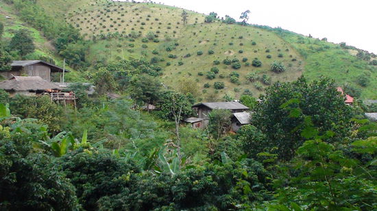 alles voll mit Teestraeuchern