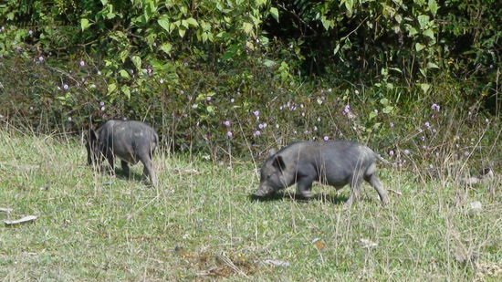 Saeulein bringen Glueck. Ich weiss gar nicht, wo ich noch mehr Glueck hin tun soll!