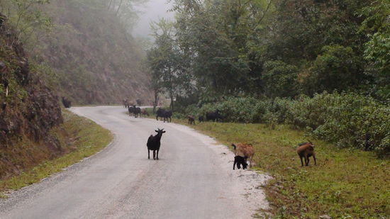 Eine Ziegenherde im Morgennebel