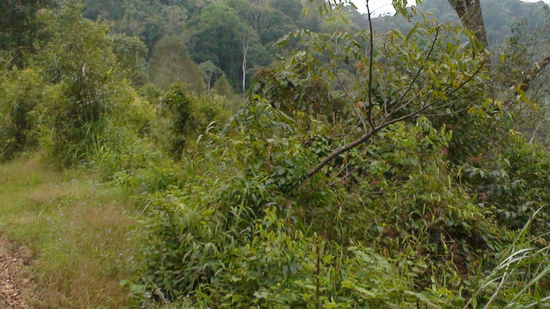 undurchdringlicher Regenwald